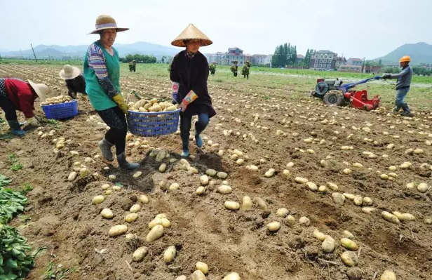 Six coups to increase potato yield