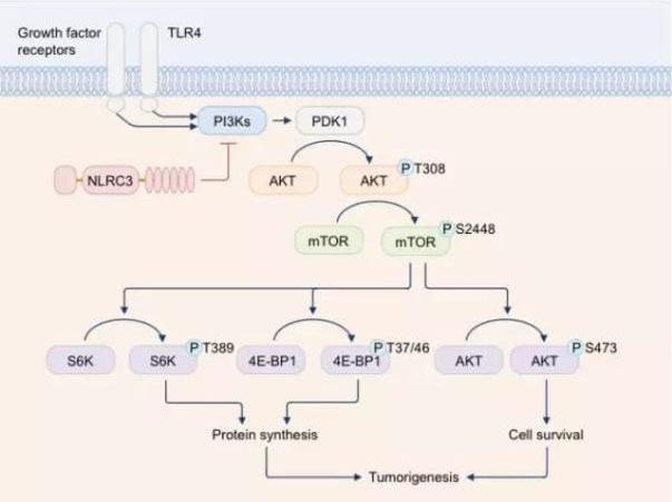 Natureè§£è¯»ï¼šNLRC3ï¼Œä¸€ç±»æ–°åž‹ç»“è‚ ç™Œå…³é”®æŠ‘åˆ¶å› å­