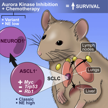 Cancer CellæŒ‡æ˜Žå°ç»†èƒžè‚ºç™Œç²¾å‡†æ²»ç–—æ˜¯æœªæ¥æ–¹å‘