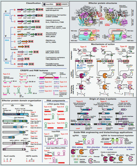 å¼ é”‹å‘è¡¨ç¬¬äºŒç±»CRISPR-Casç³»ç»Ÿä»‹ç»