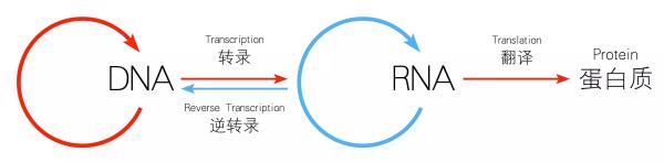 ç§‘å­¦å®¶æä¾›æ²»ç–—è‚¥èƒ–ä¸Žæ²»ç–—äºŒç±»ç³–å°¿ç—…æ–°æ€è·¯