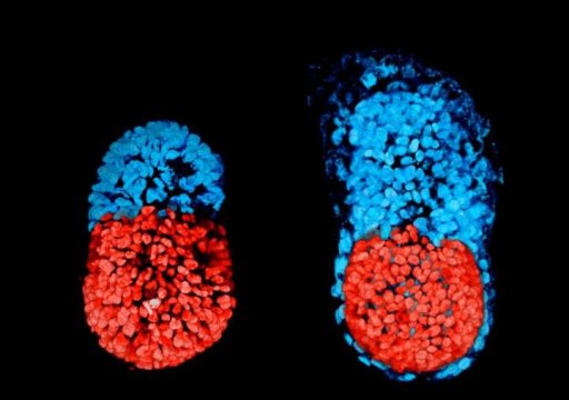 Scienceï¼šå‰‘æ¡¥å¤§å­¦å‘çŽ°èƒšèƒŽä¹Ÿèƒ½äººå·¥é€ 