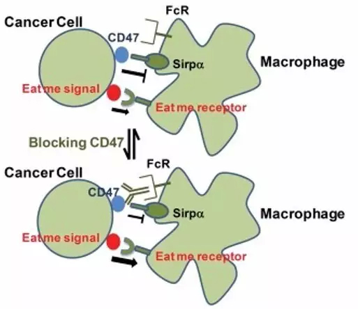 æ–¯å¦ç¦å¤§å­¦å‘çŽ°æŠ—CD47å…ç–«ç–—æ³•æ˜¾å¥‡æ•ˆ