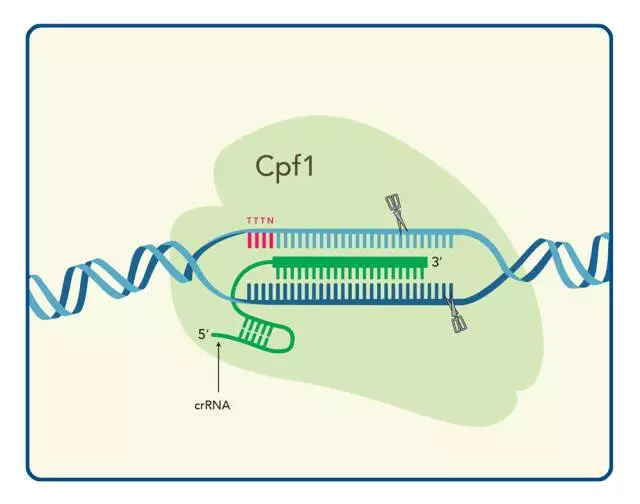 Cpf1åŸºå› ç¼–è¾‘å¯çº æ­£DMDåŸºå› çªå˜