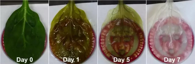 å†ç”ŸåŒ»å­¦ç§‘å­¦å®¶åœ¨è èœå¶ä¸Šâ€œç§â€å‡ºå¿ƒè„ç»„ç»‡