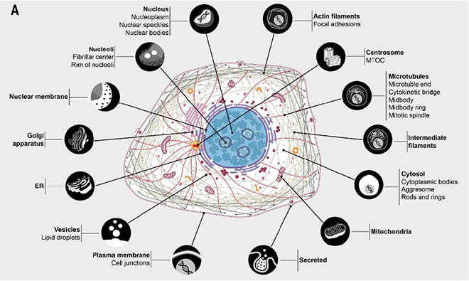 Scienceï¼šç§‘å­¦å®¶é¦–æ¬¡æ­ç¤ºè›‹ç™½ç»„äºšç»†èƒžç»“æž„å®šä½åœ°å›¾