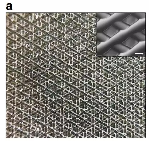 3Dæ‰“å°åµå·¢å¯å¸®åŠ©å°é¼ æ¢å¤ç”Ÿè‚²èƒ½åŠ›