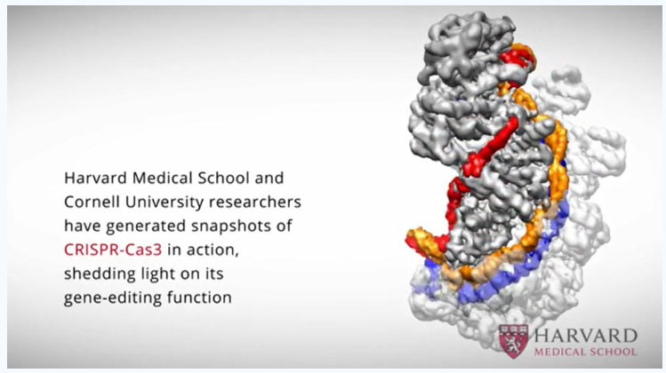 Cellæ‚å¿—ï¼šåŽäººç§‘å­¦å®¶å‘å¸ƒIåž‹CRISPRç ”ç©¶æ–°çªç ´