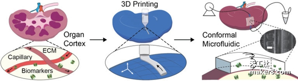 ç¾Žå›½ç§‘å­¦å®¶å€ŸåŠ©3Dæ‰“å°å¾®æµä½“è®¾å¤‡æé«˜æèµ å™¨å®˜åˆ©ç”¨çŽ‡