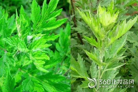 Ai leaf ash acne endocrine disorder face metabolism metabolic detoxification