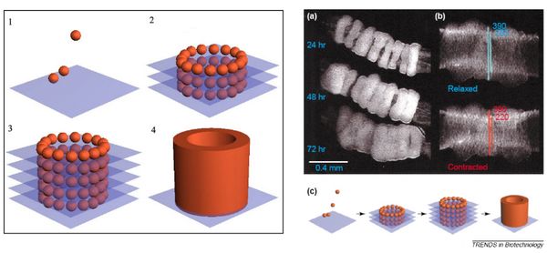 ç§‘å­¦å®¶æˆåŠŸ3Dç”Ÿç‰©æ‰“å°åŠŸèƒ½æ€§çš„è¡€ç®¡åŒ–è€é¼ ç”²çŠ¶è…º