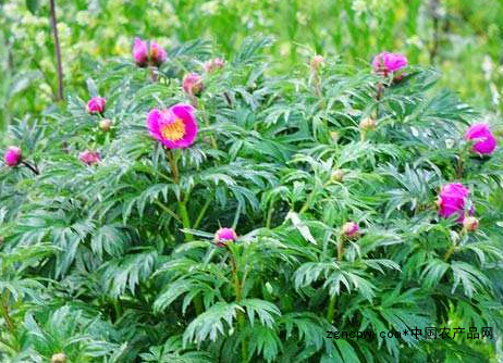 The efficacy of red peony