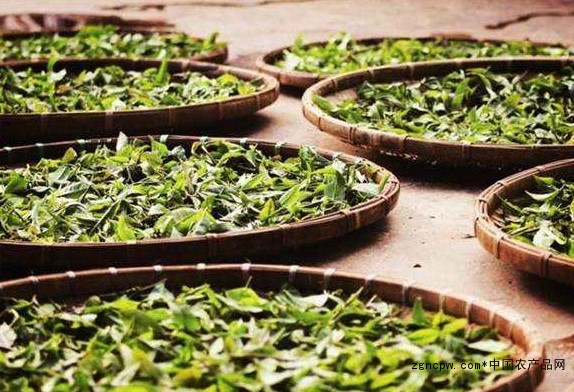 Are you drinking Pu'er spring tea?