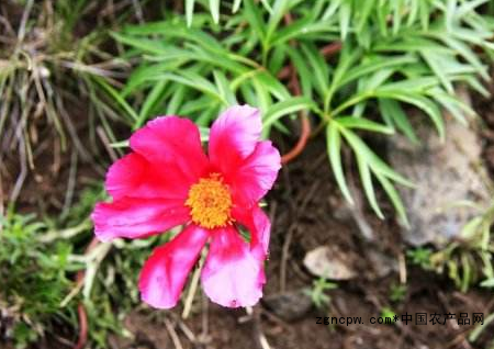 The efficacy of red peony