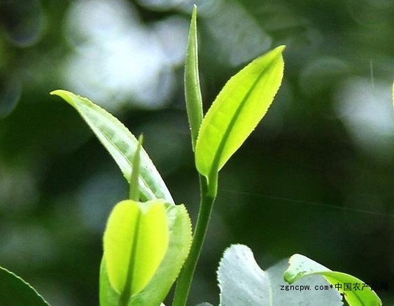 Are you drinking Pu'er spring tea?