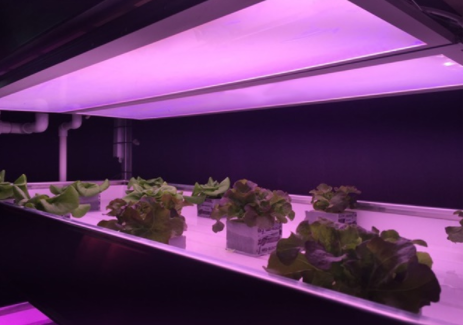 GrowBlade lamps using Crystallin Grow film for vertical farms.