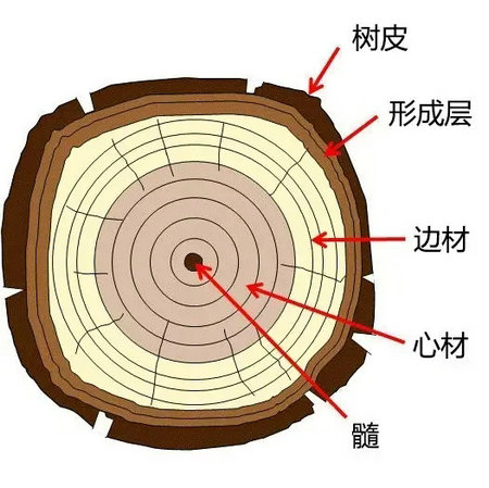 å„¿ç«¥å®¶å…·åŽ‚å®¶æŽ¨èï¼šå®¶å…·æœ¨æå¸¸è¯†