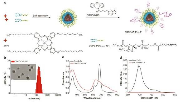 ACS nanoï¼šç”Ÿç‰©æ­£äº¤ååº”æ´»åŒ–è‚¿ç˜¤é¶å‘çº³ç±³é¢—ç²’ç”¨äºŽä½“å†…æˆåƒ