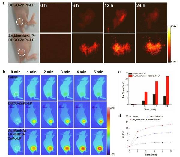 ACS nanoï¼šç”Ÿç‰©æ­£äº¤ååº”æ´»åŒ–è‚¿ç˜¤é¶å‘çº³ç±³é¢—ç²’ç”¨äºŽä½“å†…æˆåƒ