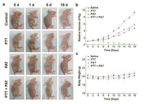 ACS nanoï¼šç”Ÿç‰©æ­£äº¤ååº”æ´»åŒ–è‚¿ç˜¤é¶å‘çº³ç±³é¢—ç²’ç”¨äºŽä½“å†…æˆåƒ