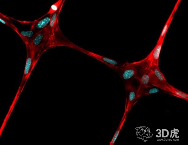 ç ”ç©¶å‘˜ä½¿ç”¨æ¡Œé¢3Dæ‰“å°æŠ€æœ¯æ‰“å°ç”¨äºŽç»„ç»‡ç”Ÿé•¿çš„å¾®çº¤ç»´æ”¯æž¶