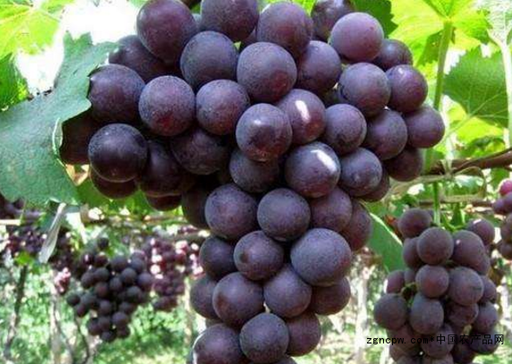 Is the coloring grape seedling suitable for garden greening?