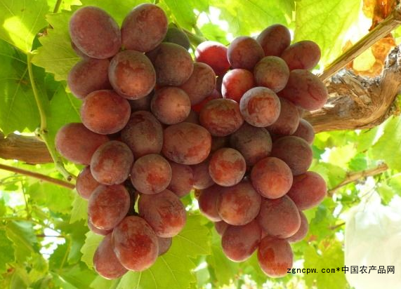 Is the coloring grape seedling suitable for garden greening?