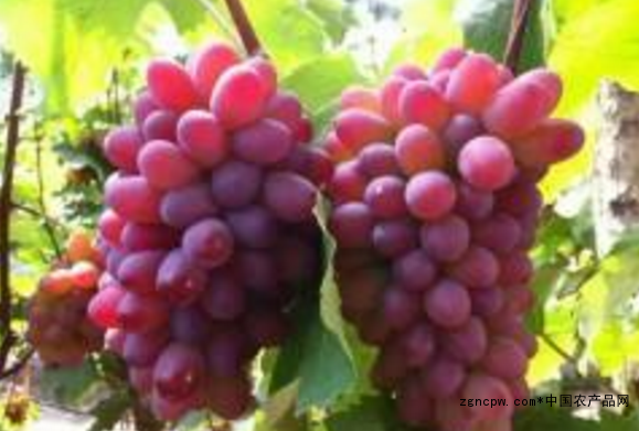 Is the coloring grape seedling suitable for garden greening?