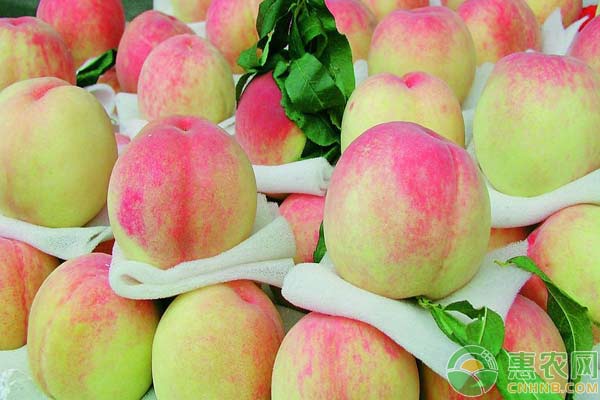æ°´èœœæ¡ƒé«˜äº§æ–½è‚¥è¦ç‚¹