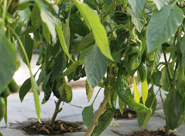 Equipped with intelligent plant fill light, etc. The first batch of peppers in Xinjiang high-tech plant