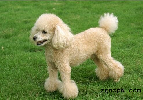 Poodle