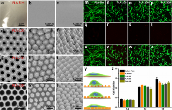 å±±ä¸œå¤§å­¦Nano Lett.: ç”Ÿç‰©ææ–™è¡¨é¢çº³ç±³æŸ±é˜µåˆ—è°ƒæŽ§éª¨ç»„ç»‡ä¿®å¤