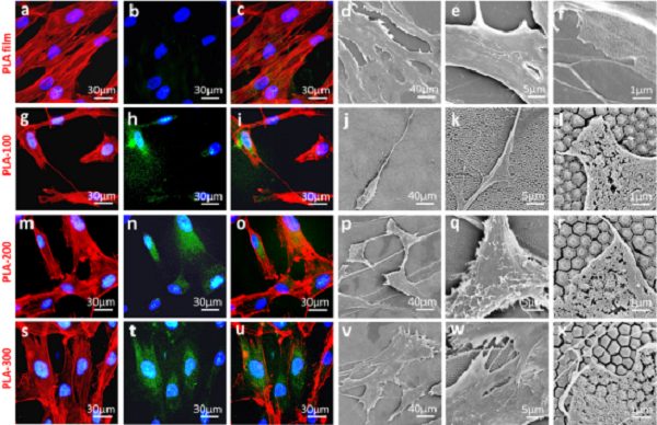 å±±ä¸œå¤§å­¦Nano Lett.: ç”Ÿç‰©ææ–™è¡¨é¢çº³ç±³æŸ±é˜µåˆ—è°ƒæŽ§éª¨ç»„ç»‡ä¿®å¤