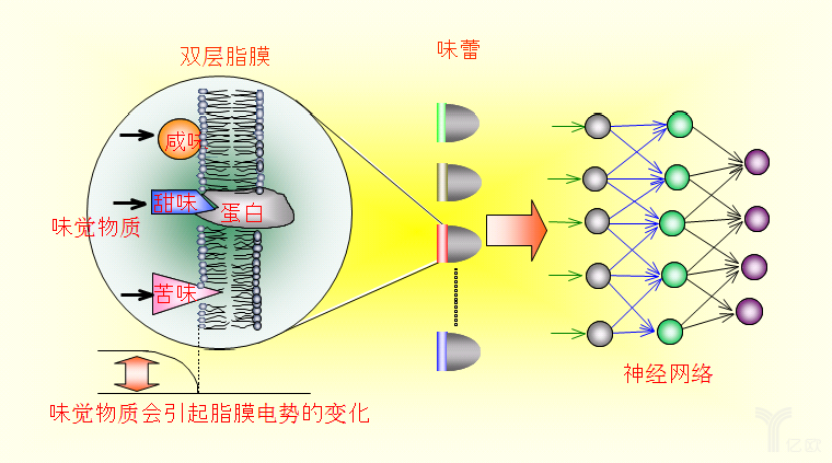 ä¸­åŒ»AIä¸é è°±ï¼ŸåŠä½ çœ‹çœ‹è¿™3ç±»åº”ç”¨