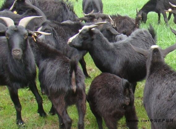 Black Goat Meat: "Yang Guifei" in Mutton