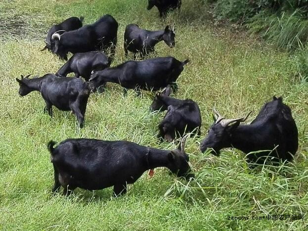 Black Goat Meat: "Yang Guifei" in Mutton