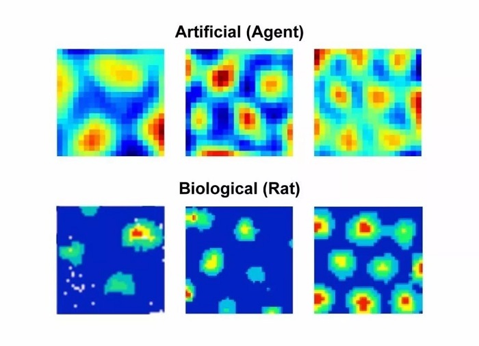 AIæ›¿ç§‘å­¦å®¶æžå®šâ€œç½‘æ ¼ç»†èƒžâ€ï¼Œè¦æŠ¢è¯ºè´å°”å¥–ï¼Ÿ