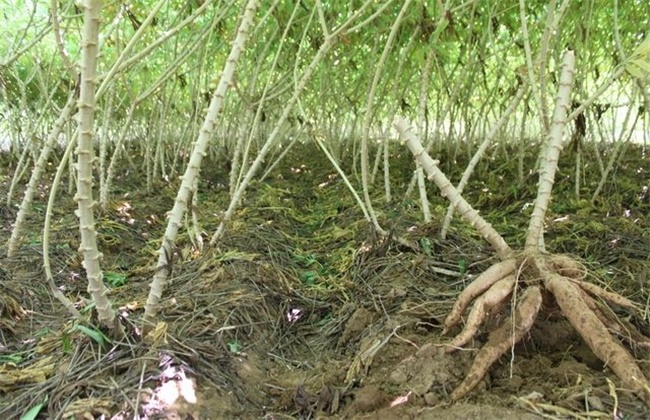 Cassava planting technology and common pest control methods