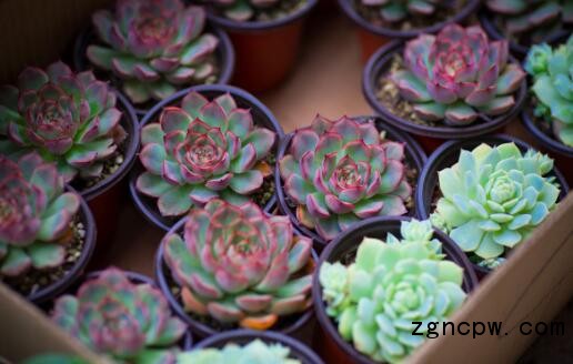 succulent plants