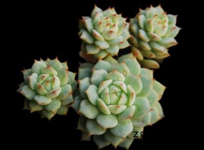 succulent plants