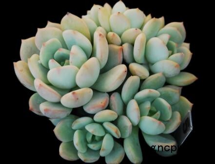 succulent plants