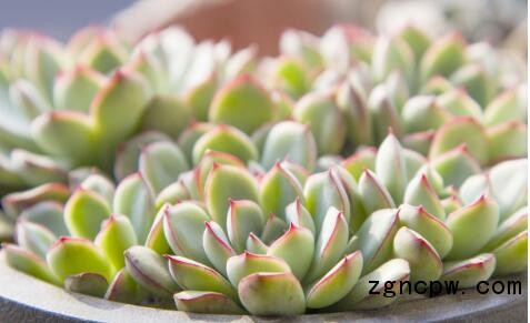 succulent plants