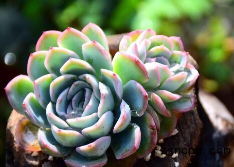 succulent plants