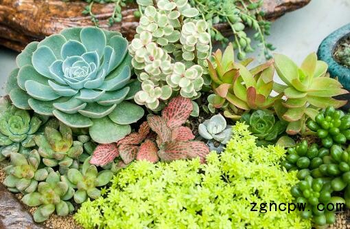 succulent plants