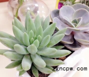 succulent plants