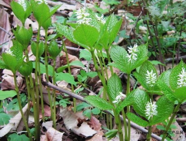 What are the varieties of wild vegetables?