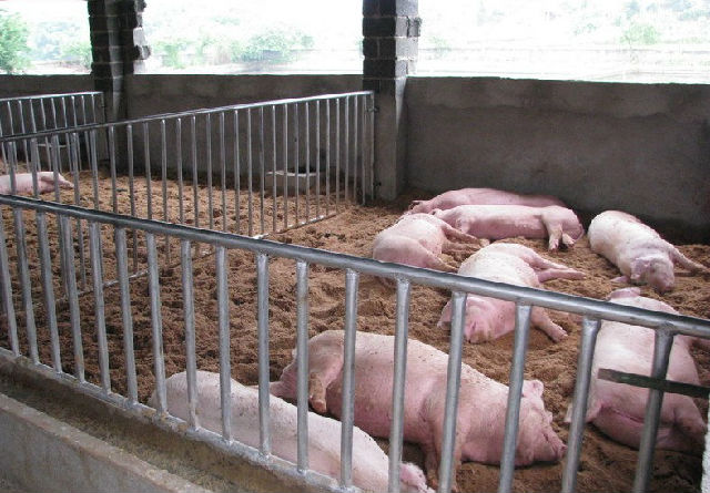 How should pig farmers reduce the cost of raising pigs?