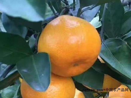 Linhai Tangerine