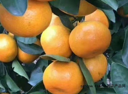 Linhai Tangerine