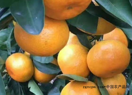 Linhai Tangerine